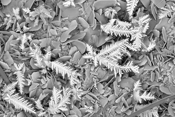 Dendrites_MVC.png